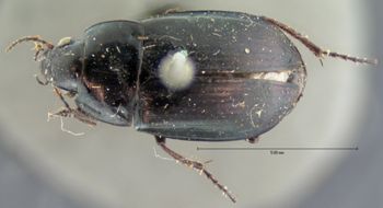 Media type: image;   Entomology 5684 Aspect: habitus dorsal view